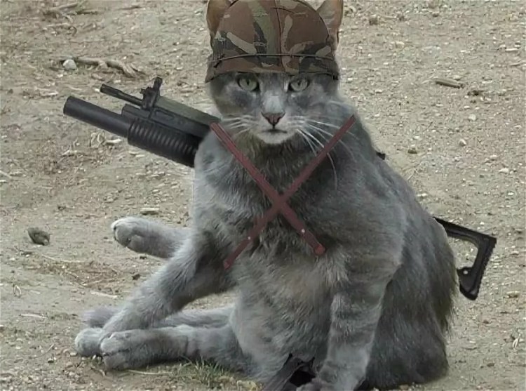 Коты в армейской форме