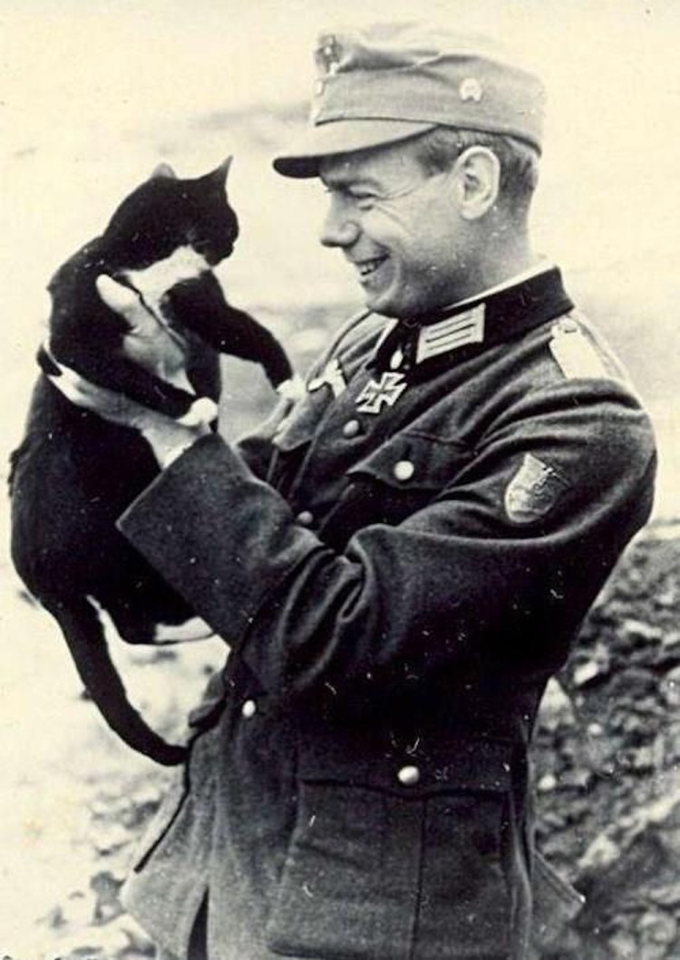 Боевые коты