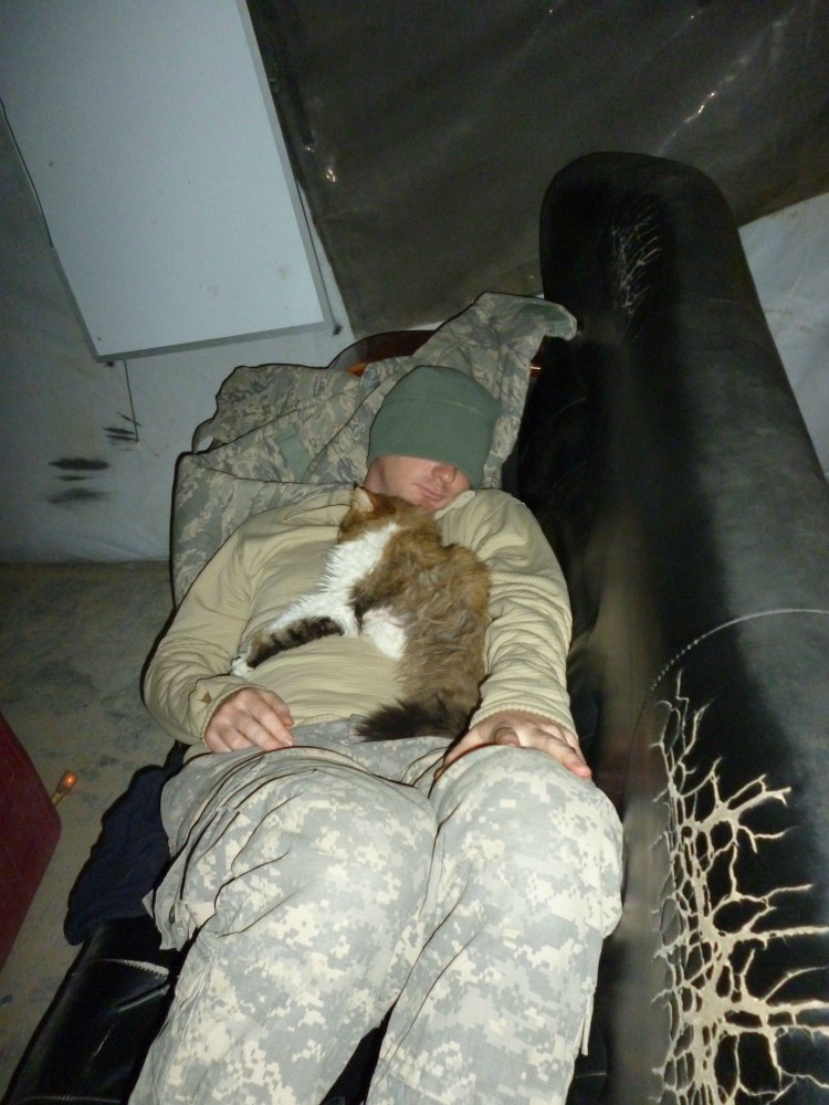 Коты военные медики