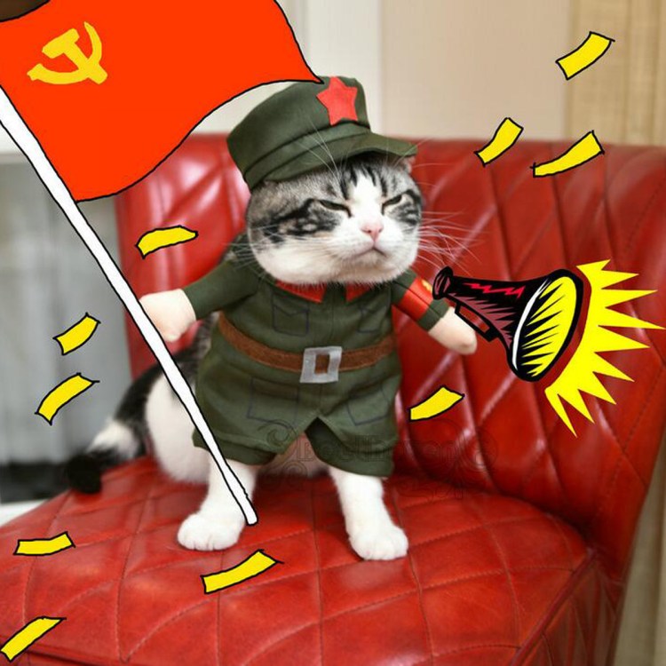 Кот с оружием