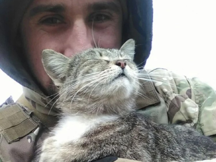 Армия кошек