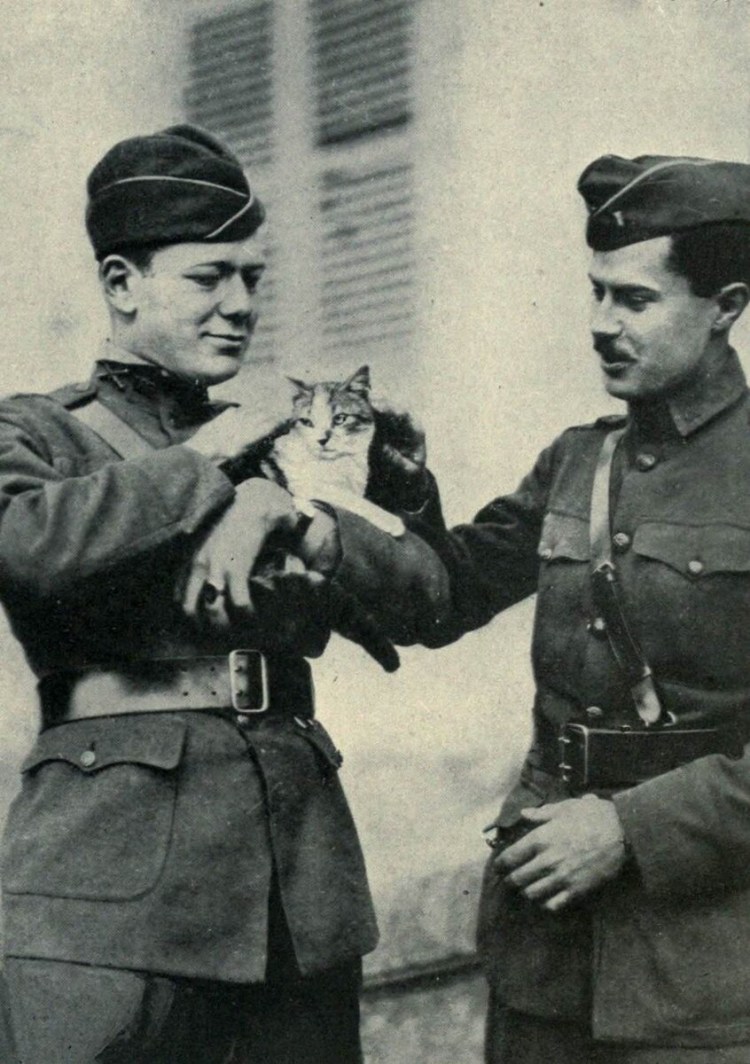 Кот в костюме солдата