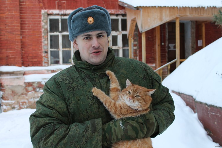 Рыжий кот в армии