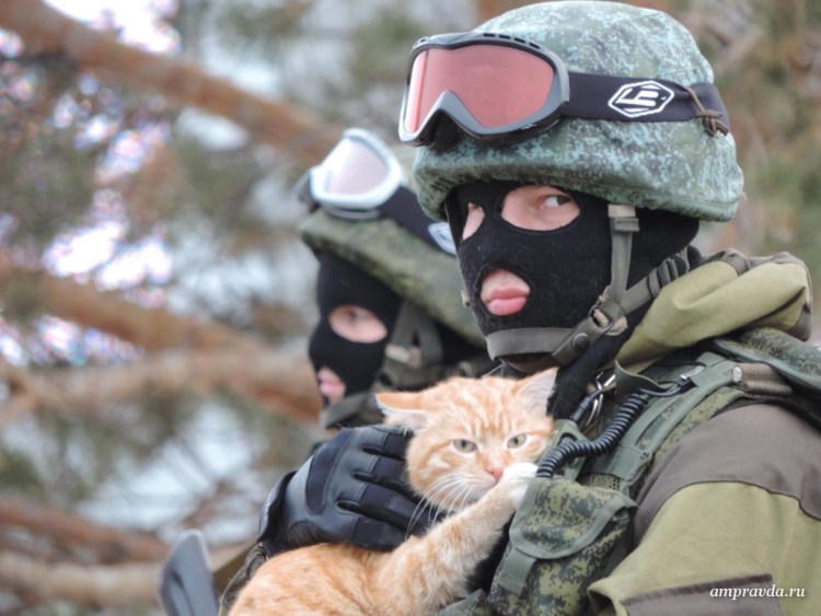 Кот военный