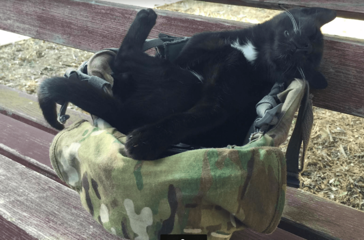 Котенок отправляет домой