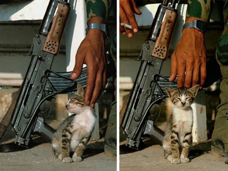 Военный кот и кошка