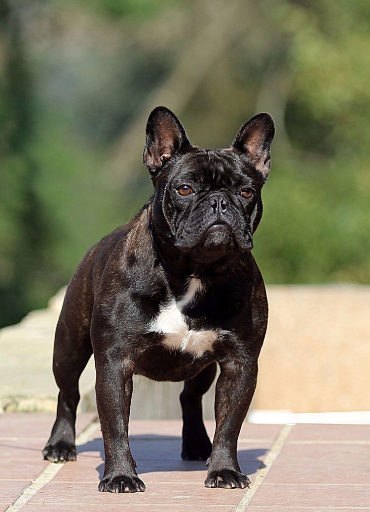 Самый красивый английский бульдог