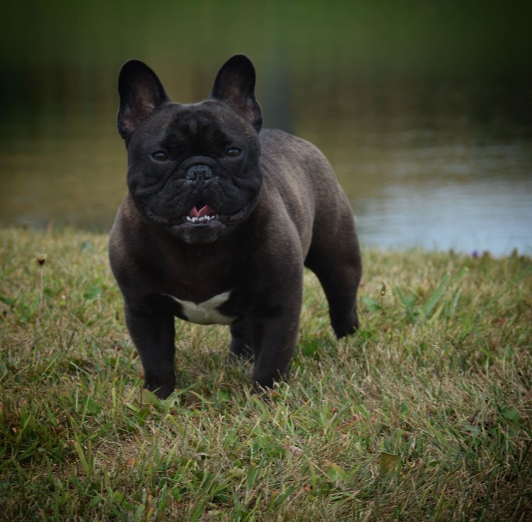 Французский бульдог Чивас