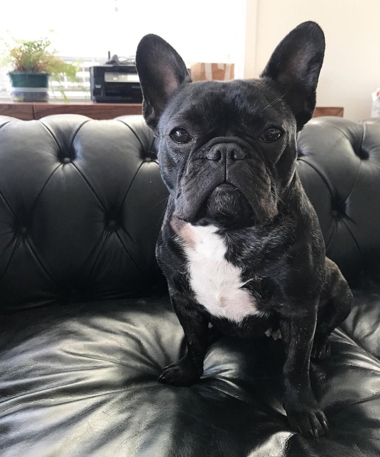 Французский бульдог Чивас