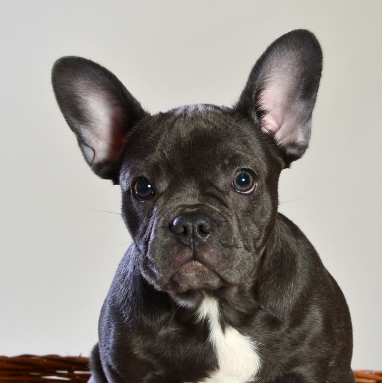 Голубой французский бульдог