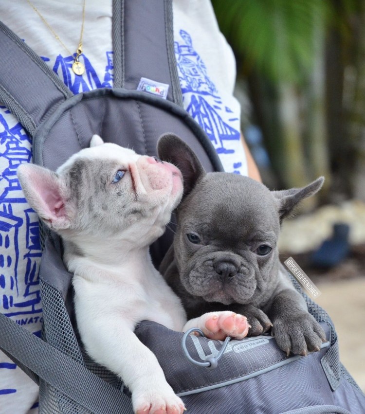 Огромная страшная собака