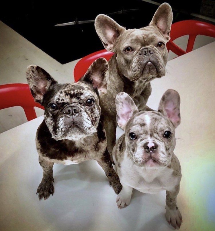 Порода английский бульдог