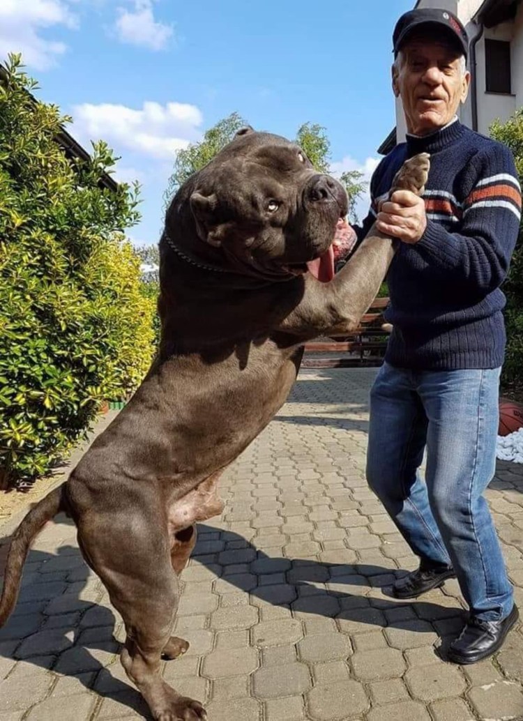 Собака французский бульдог щенок