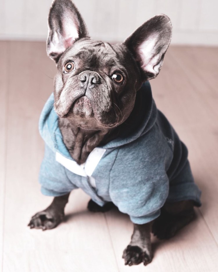 Французский бульдог щенок