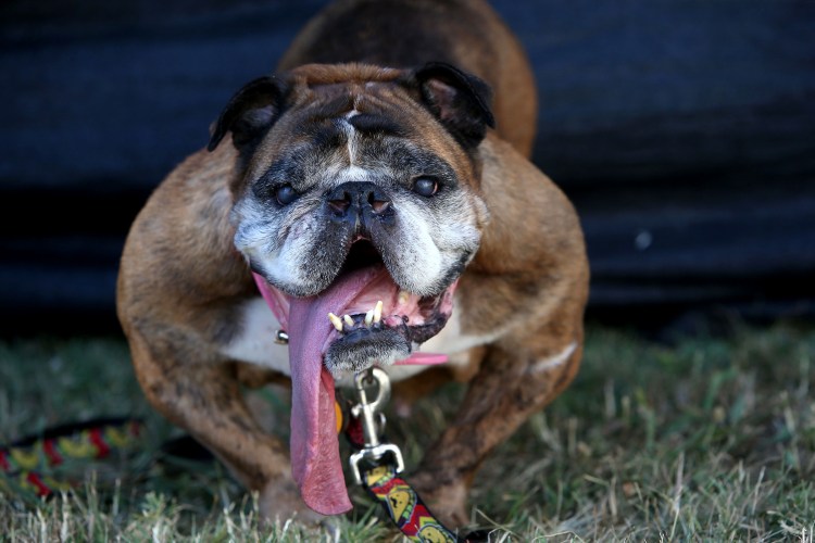 Французский бульдог альбинос