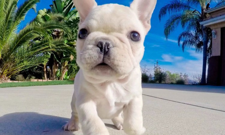 Собака английский бульдог