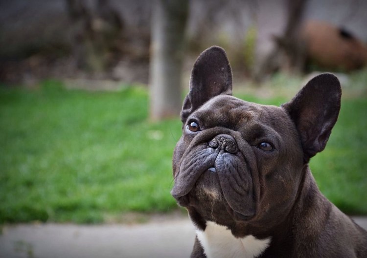 Французский бульдог голубой Соболь