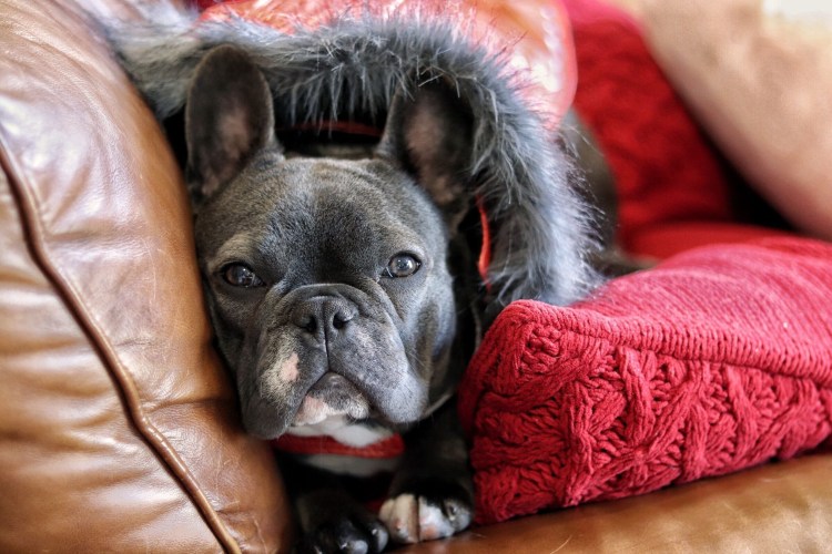 Английский бульдог Жажа