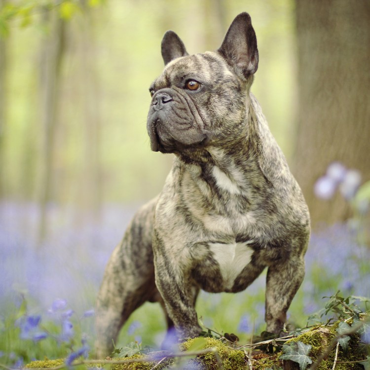 Английский бульдог жа-жа