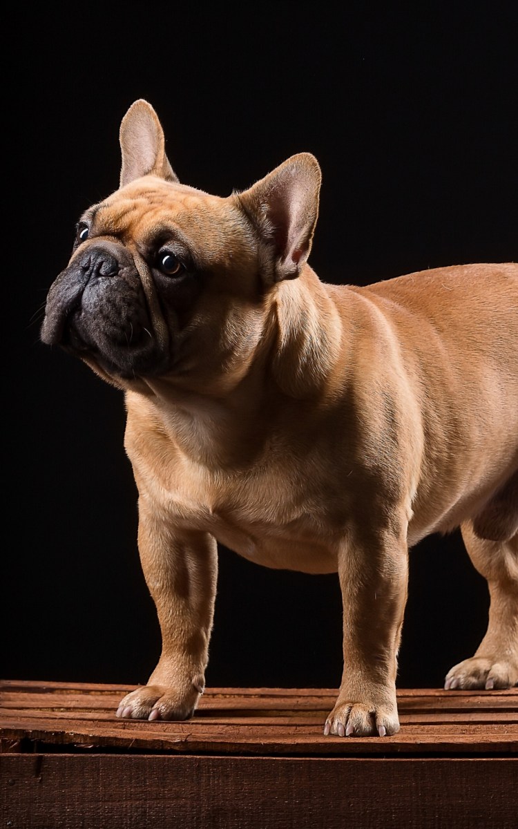 Американский бульдог покет