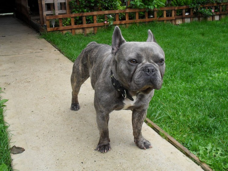 Бульдог французский злой