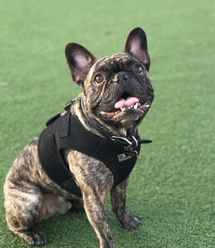 Лилак Мерль французский бульдог