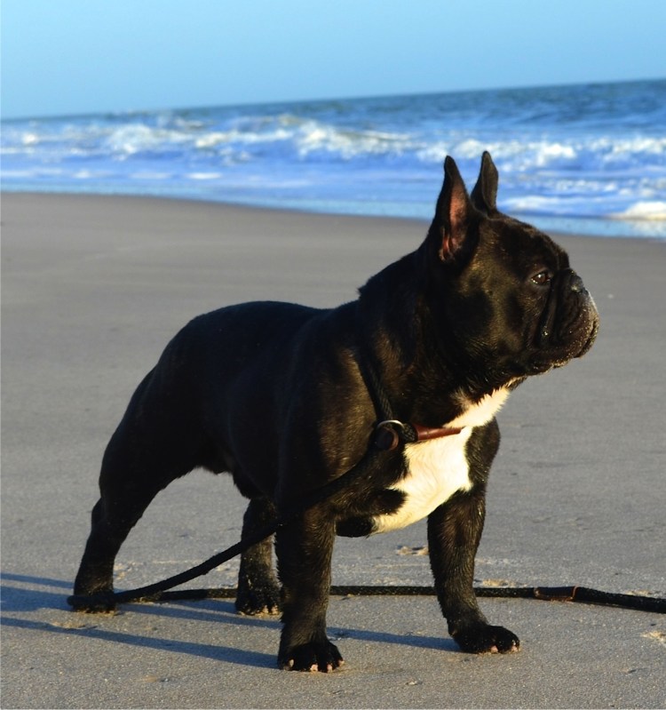 Порода собак французский бульдог