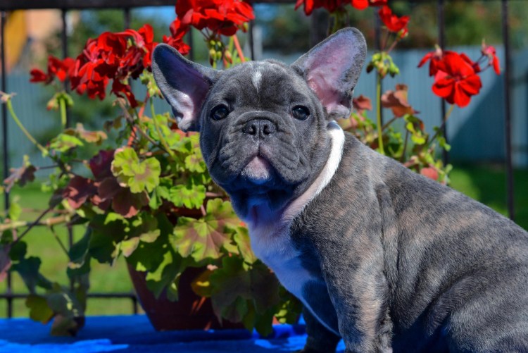 Французский бульдог Бруно