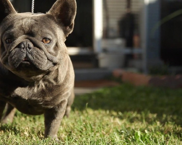 Бульдог французский Мэтью