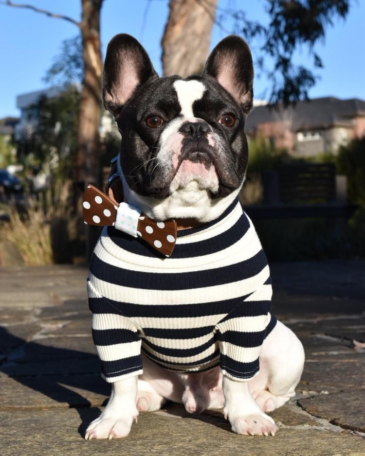 Шотландский бульдог