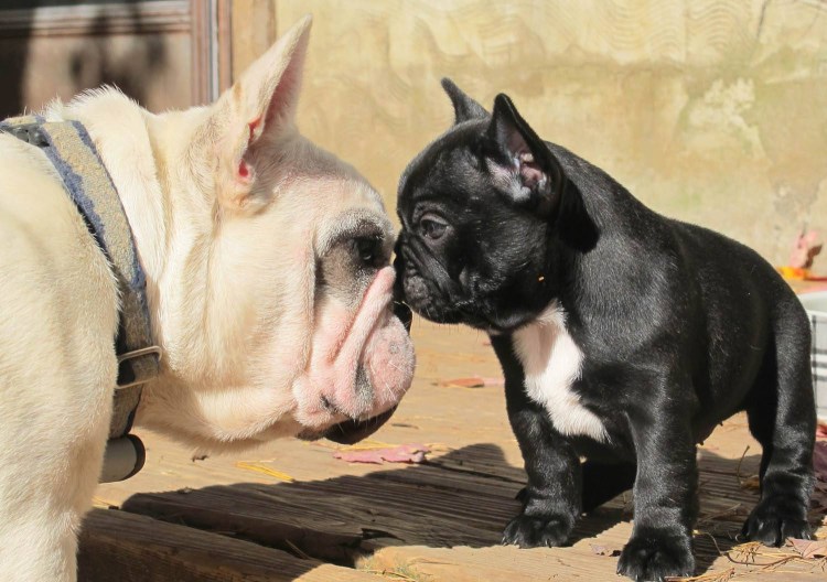 Французский бульдог Тришкина