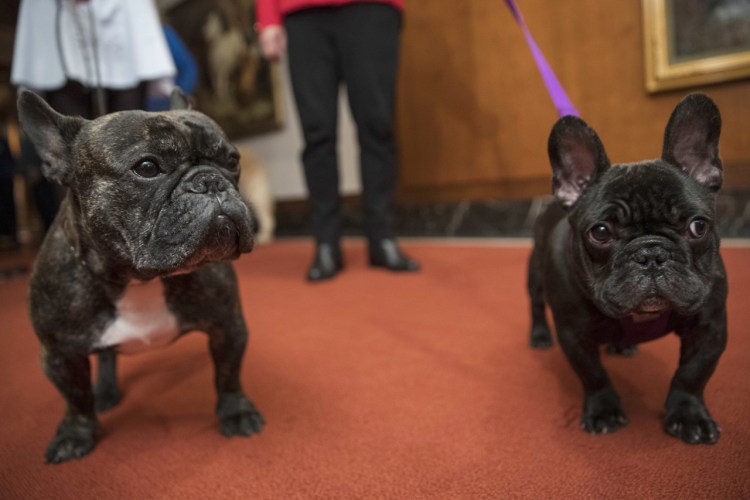 Собака французский бульдог