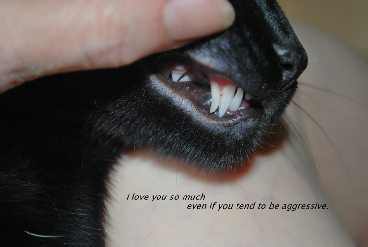 Желтушность слизистых у животных