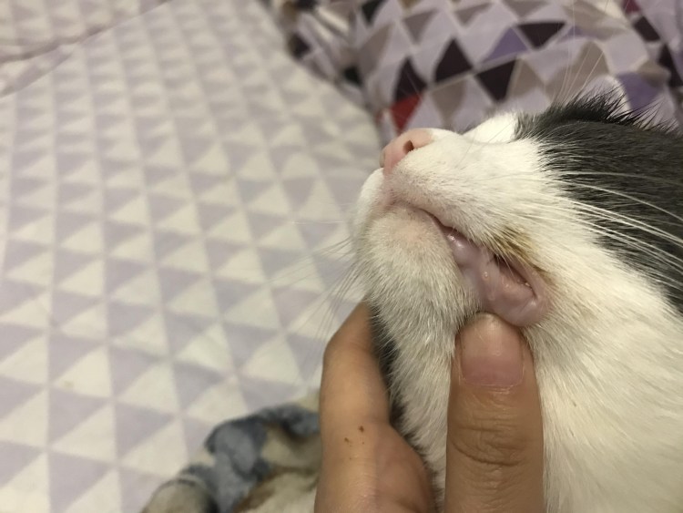 Кошка зевает