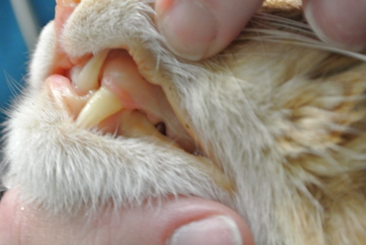 Маленькие кошачьи зубки