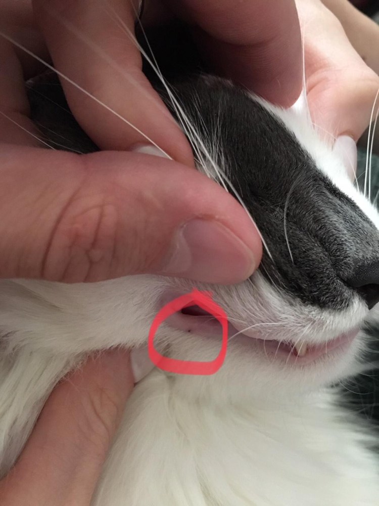 Красные полосы на зубах у кота