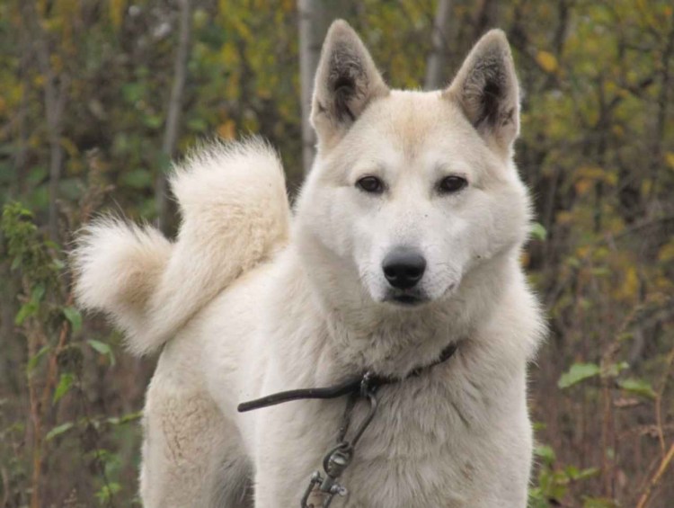 Западносибирская лайка