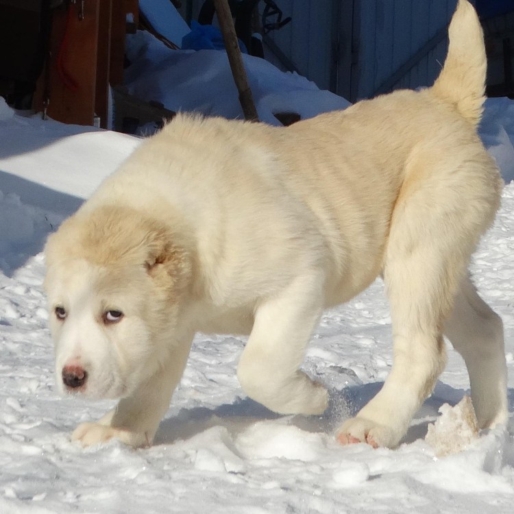 Среднеазиатская лайка