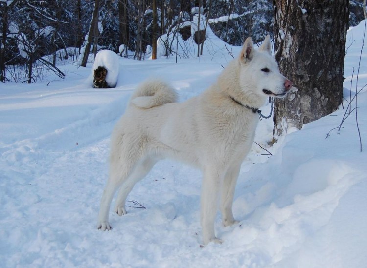 Алабай щенок