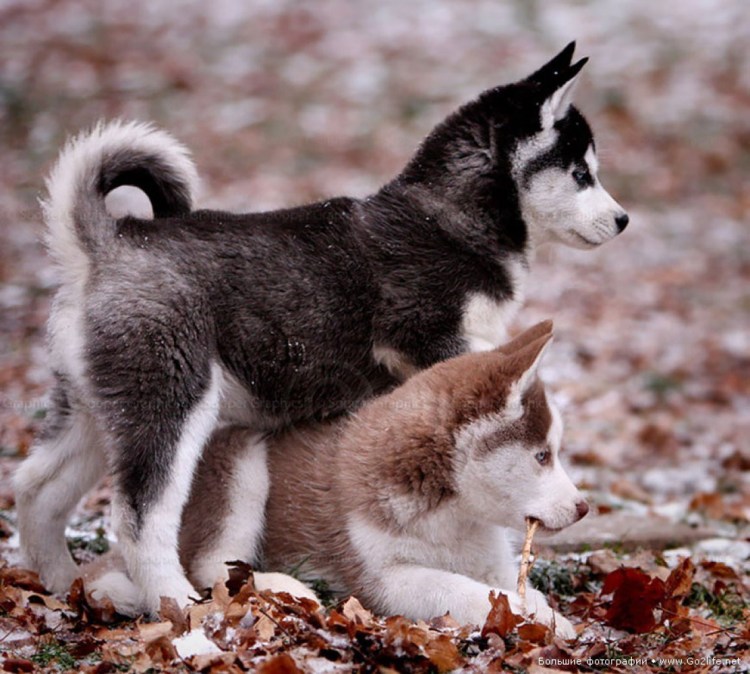 Метис хаски алабай