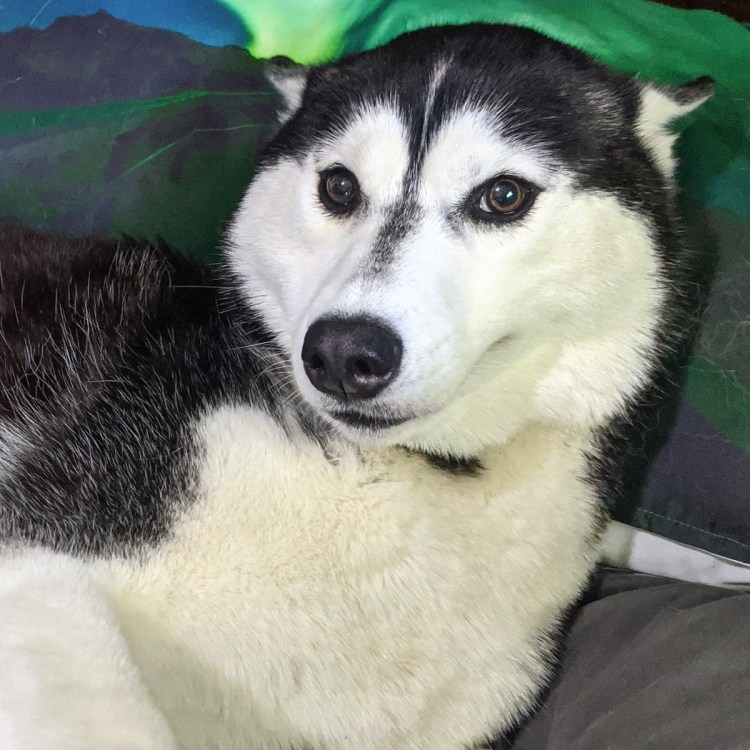 Лайка самоед рыжая