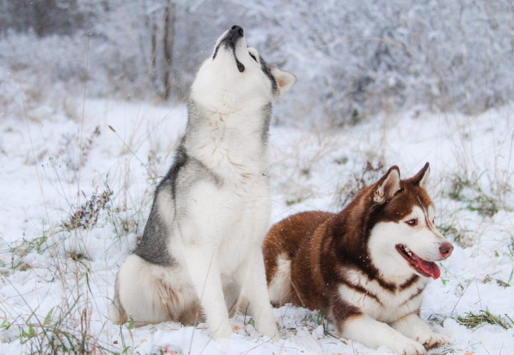 Собака метис алабая