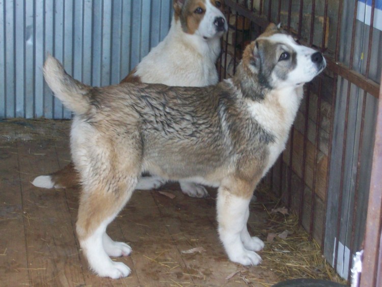 Среднеазиатская лайка фото