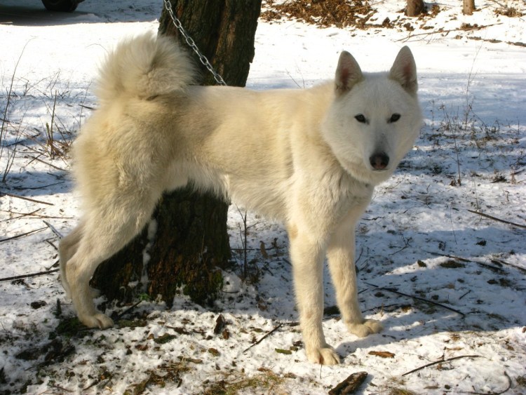 Алабайская лайка