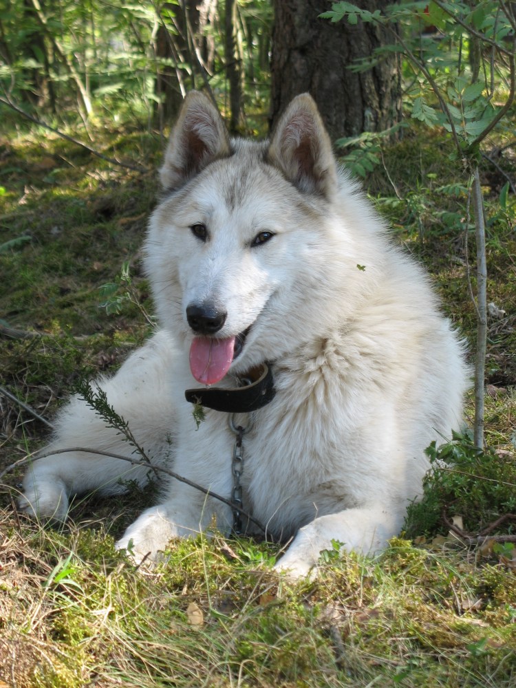 Среднеазиатская овчарка лайка