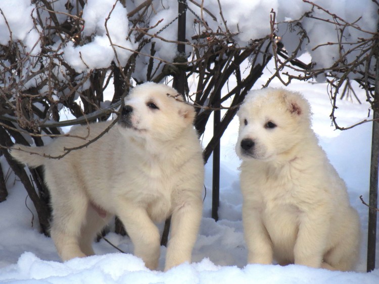 Западно Сибирская лайка белая