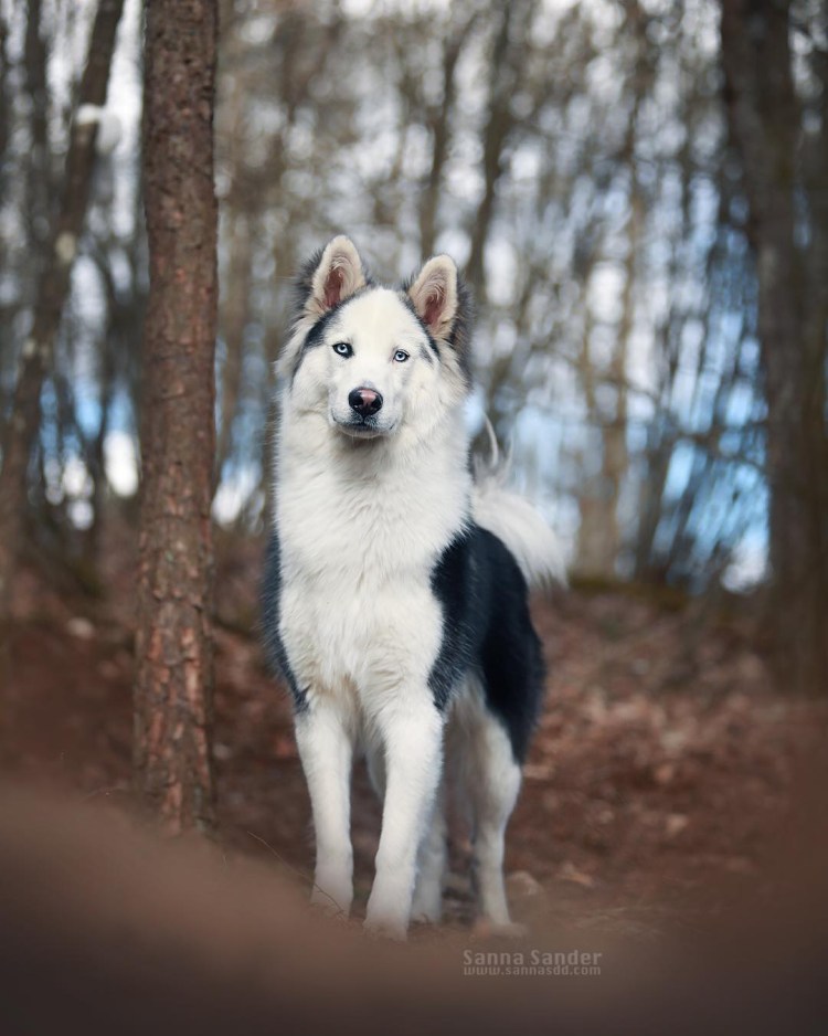 Собака метис алабая