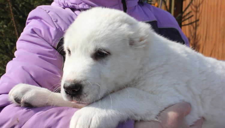 Среднеазиатская лайка фото щенков