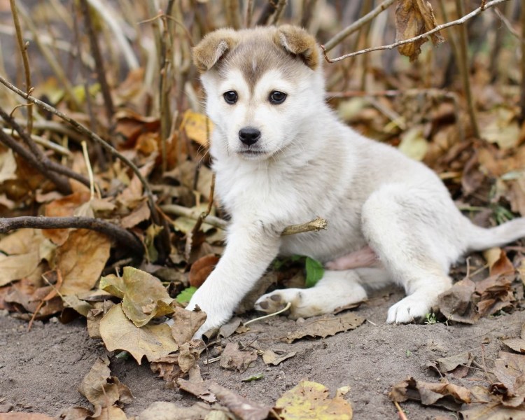 Тверские состязания лаек по лосю