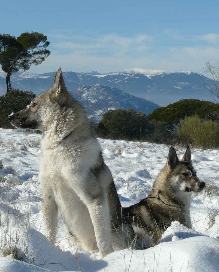 Сибирская собака